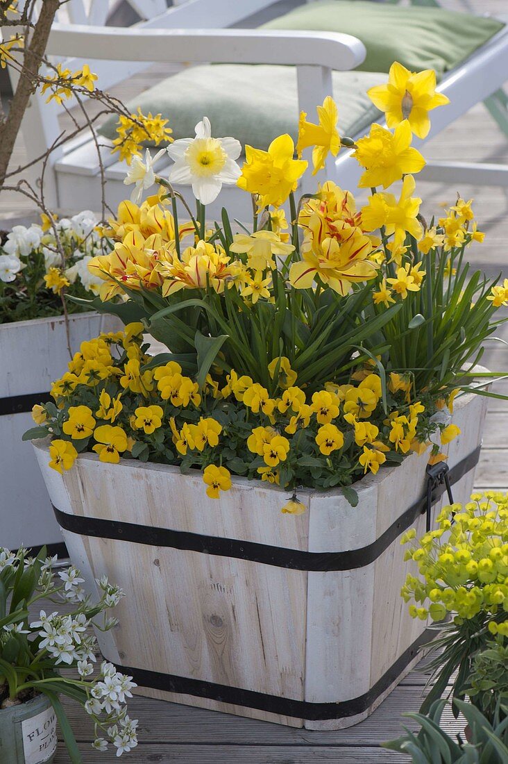 Wooden bucket with Tulipa 'Monsella' (tulip), Narcissus (narcissus)