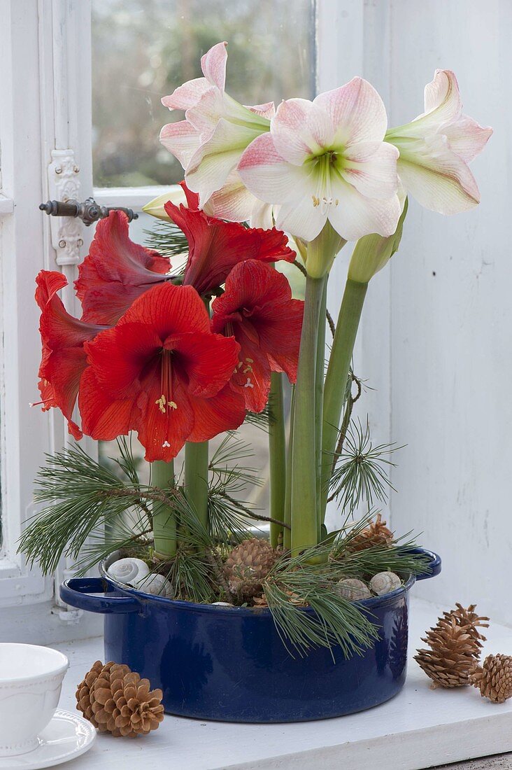 Amaryllis in blauen Emaille-Topf pflanzen