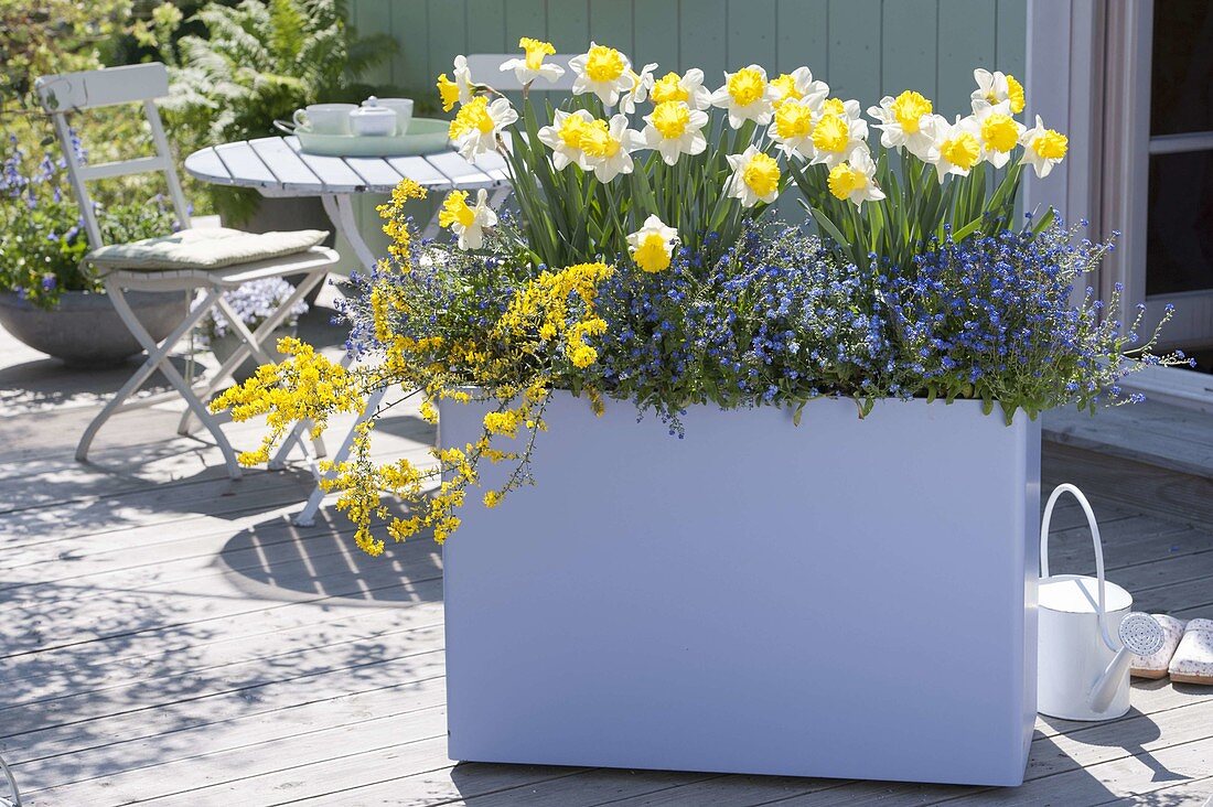 Pastel lilac box with Narcissus 'Goblet' (daffodils), Genista