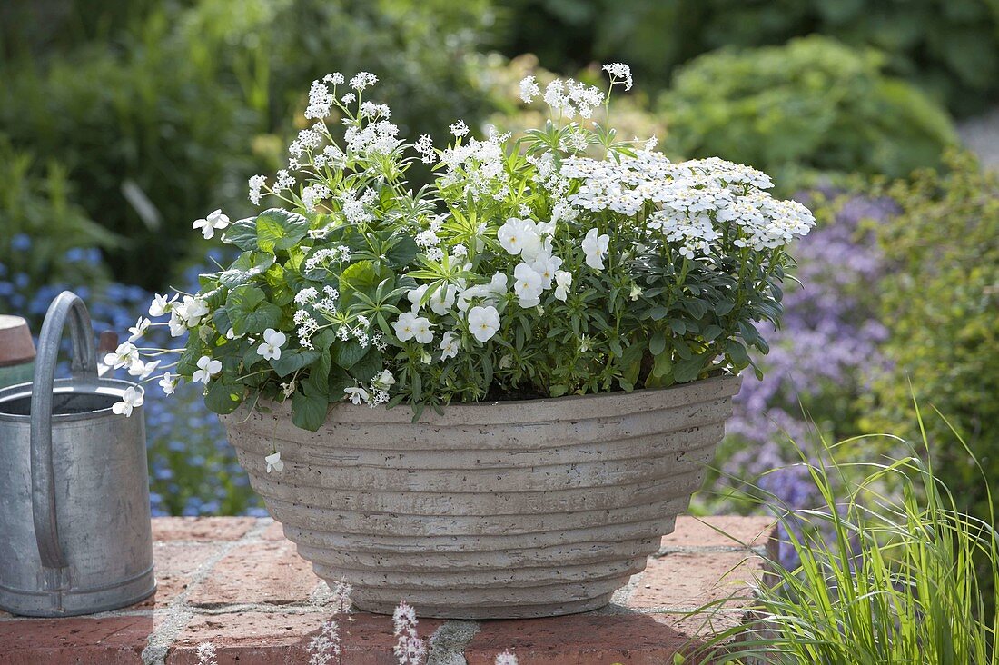 Gray concrete bowl planted white, viola sororia, viola