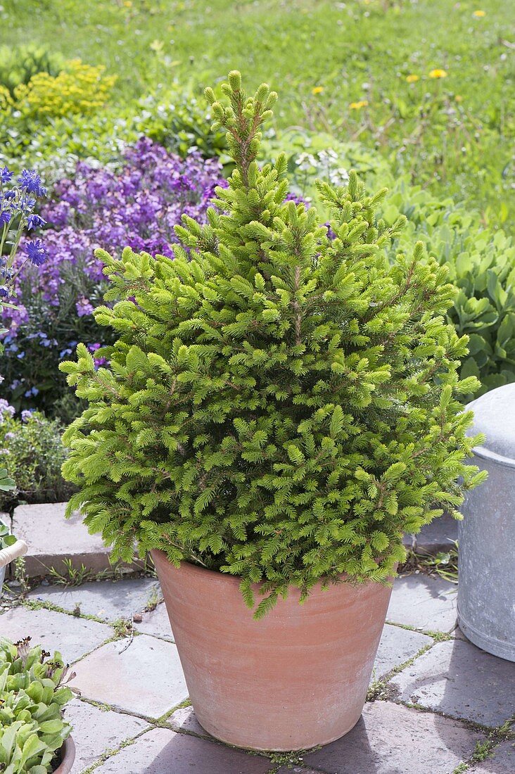 Picea abies 'Will's Zwerg' (Zwerg-Fichte) mit frischem Austrieb im Mai