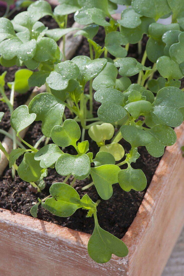 Broccoletto 'Rapa Sponsa' seedlings