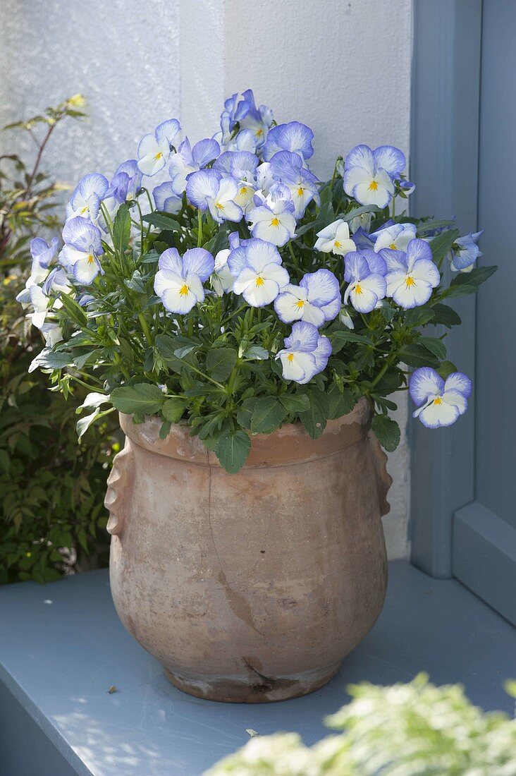 Viola cornuta 'Celestial Blue Moon' in terracotta pots
