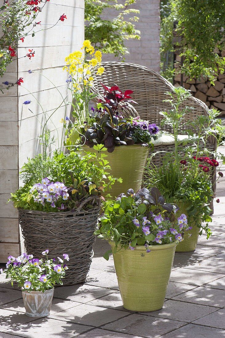 Arrangement of green pots and basket of edible plants