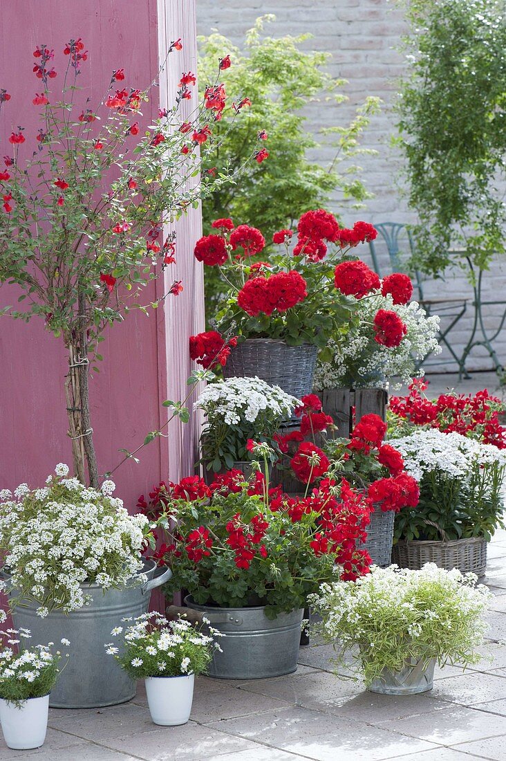 Red-white early summer terrace, Pelargonium, Iberis 'Snowball'