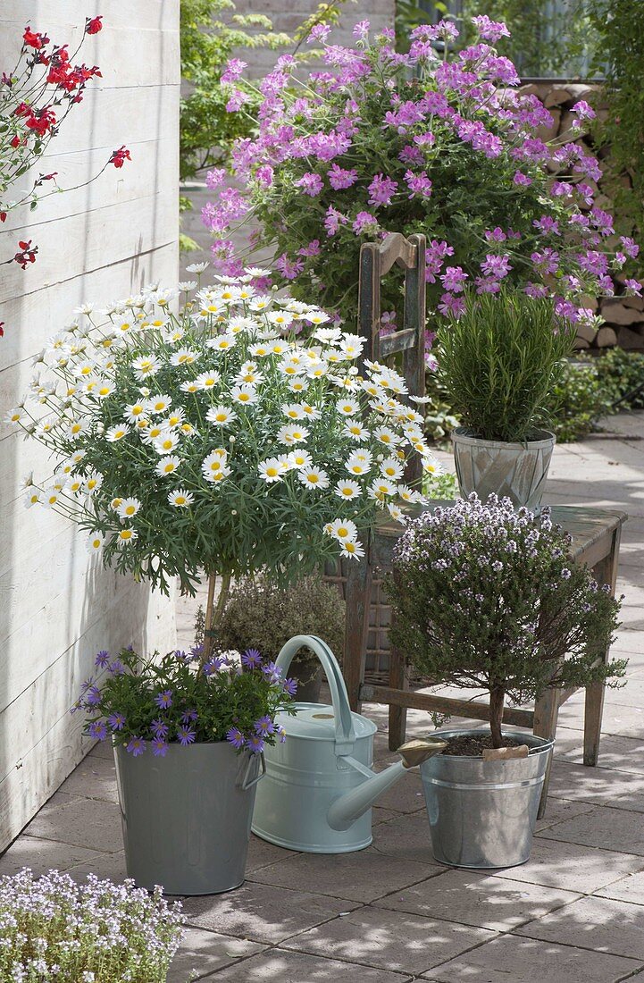 Argyranthemum frutescens 'Stella 2000' (Margerite), Staemmchen unterpflanzt