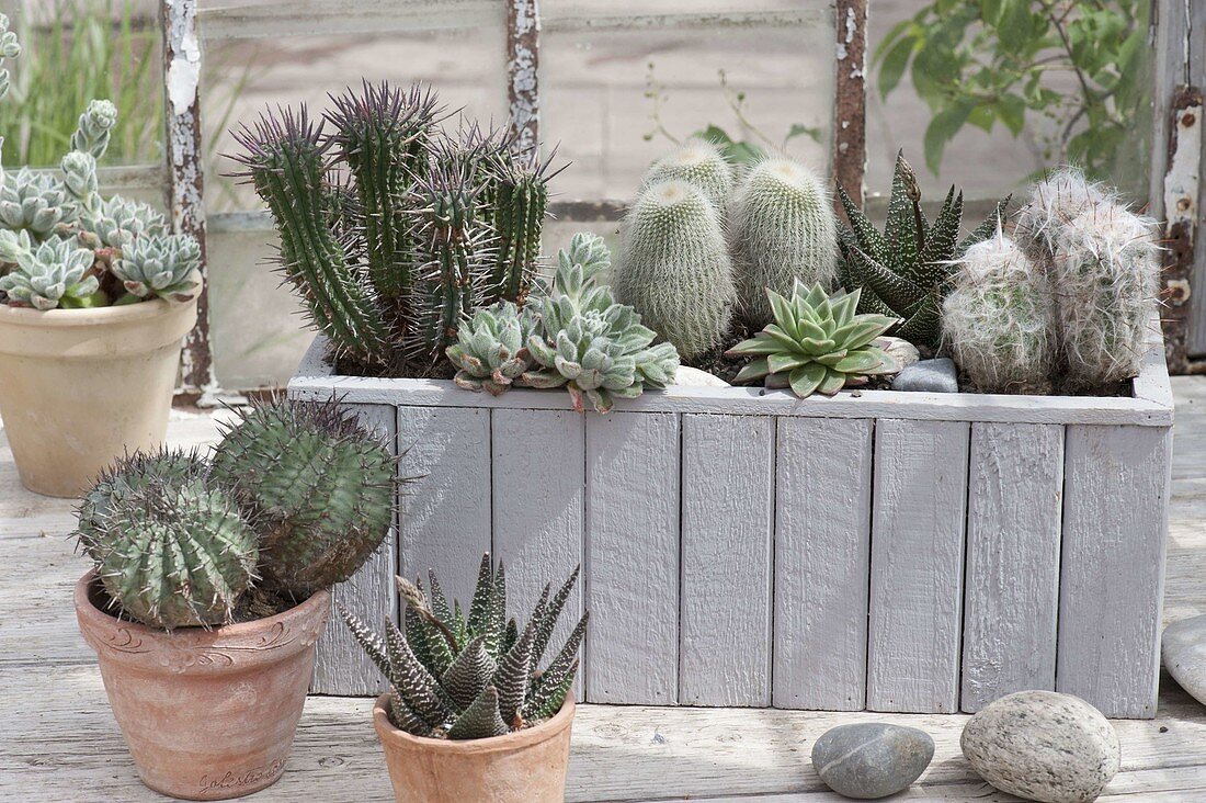 Wooden box and pots planted with cactus and succulents