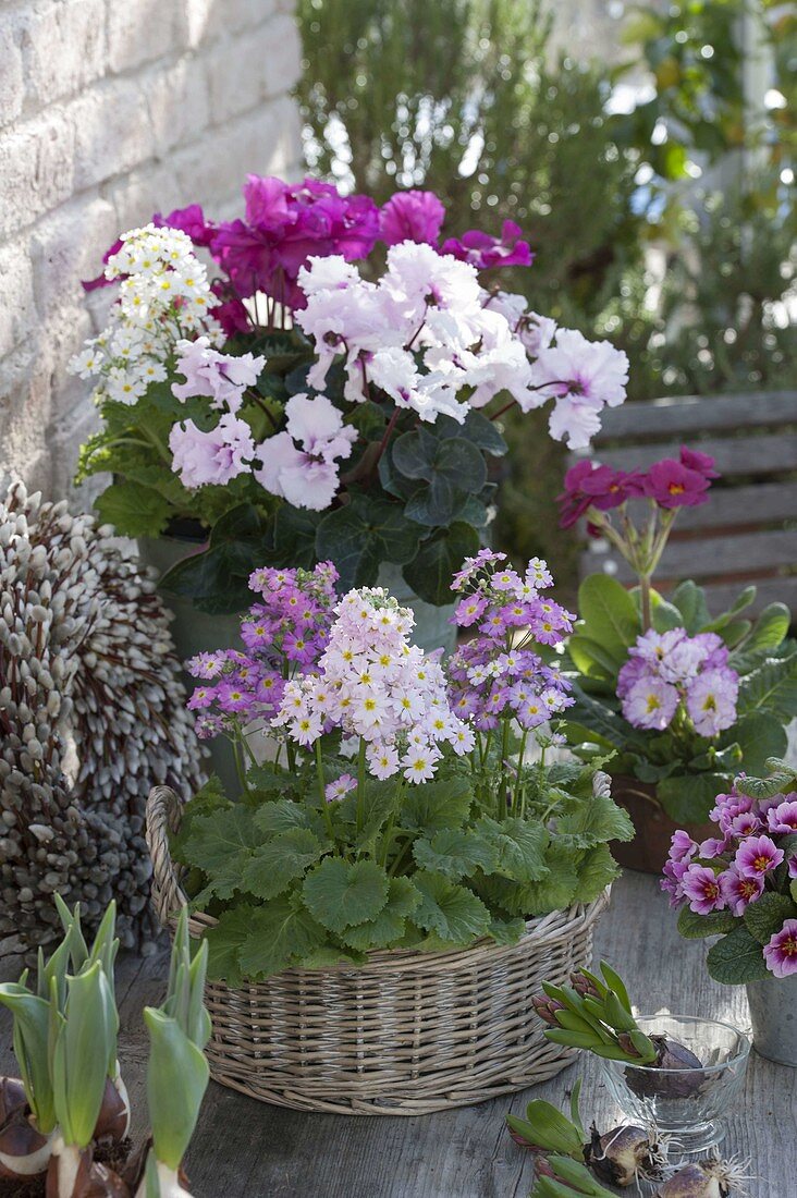 Korb mit Primula malacoides (Fliederprimeln), Topf mit Cyclamen