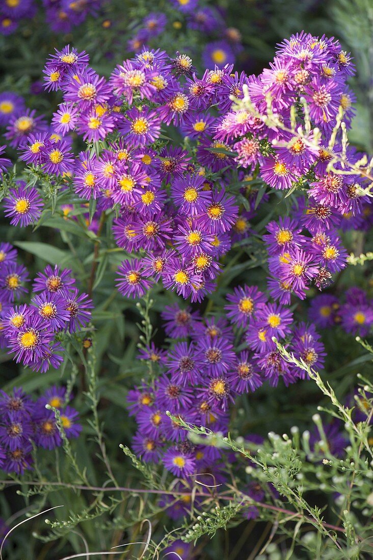 Aster novi-belgii 'Nachtlicht' (Glattblattaster, Herbstaster)