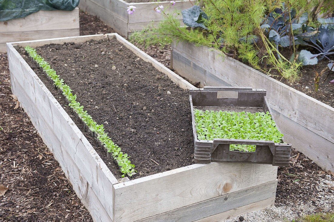 Planting corn salad in a raised bed