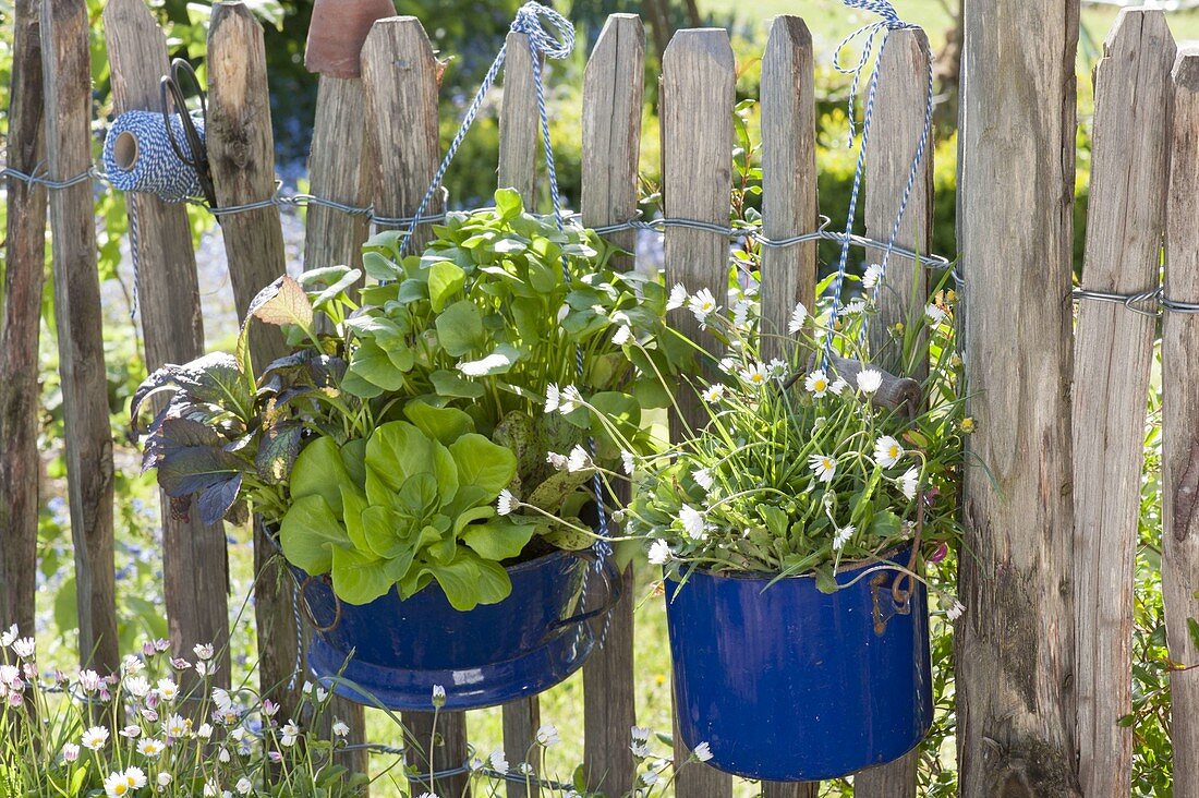 Maiengruen : blaue Emaille-Gefaesse bepflanzt mit Bellis perennis