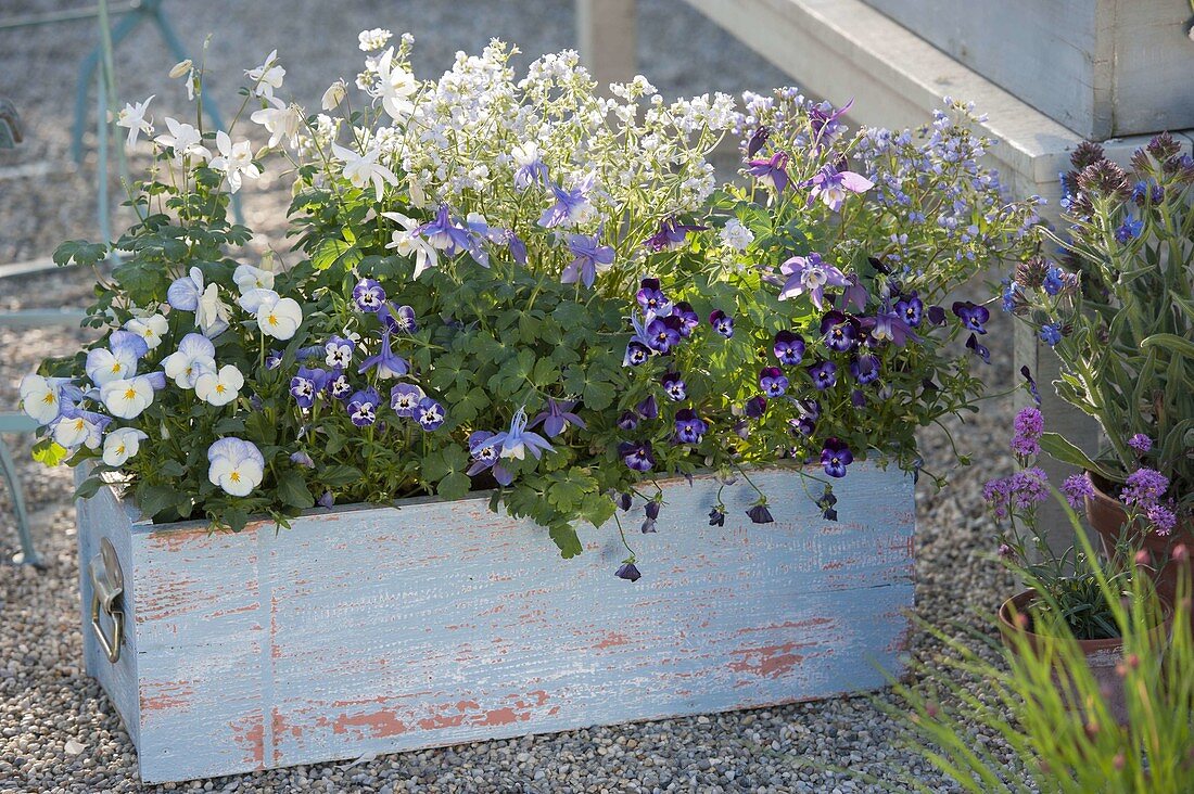 Hellblauer Holzkasten in blau und weiss bepflanzt : Viola cornuta