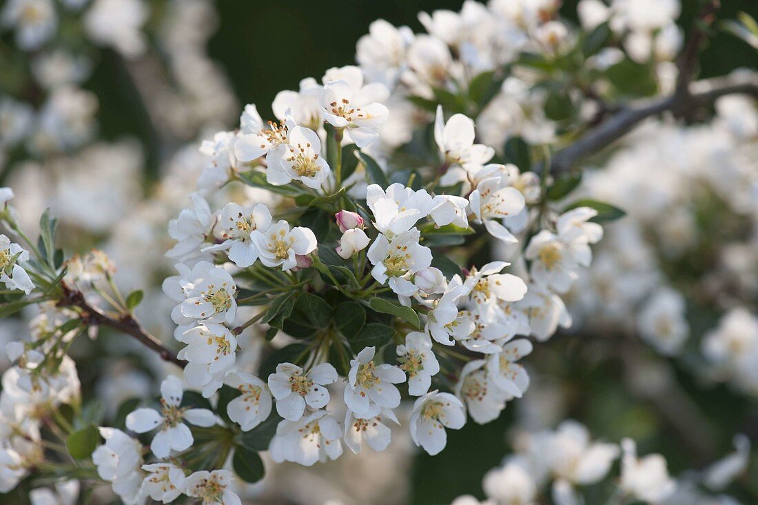 Zweig von Malus sargentii 'Tina' (Zierapfel)