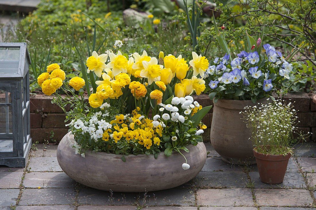 Terracotta Bowl with Narcissus 'Goblet', Tulipa 'Yellow Flight'