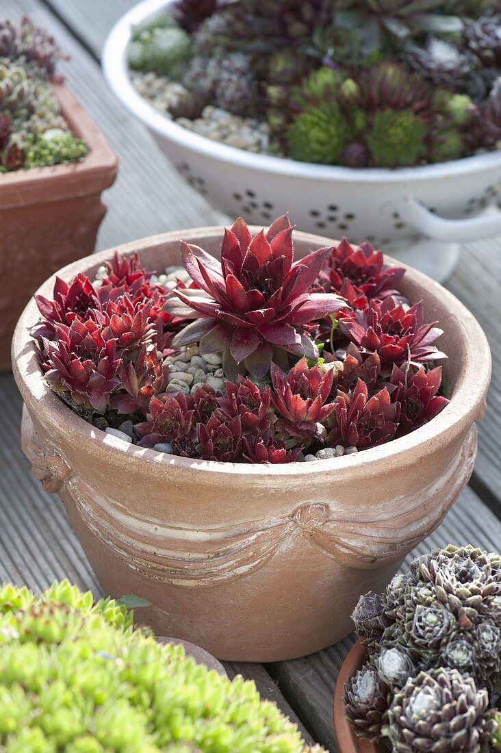 Sempervivum hybridum 'Granat' (Hauswurz, Dachwurz) in Terracotta