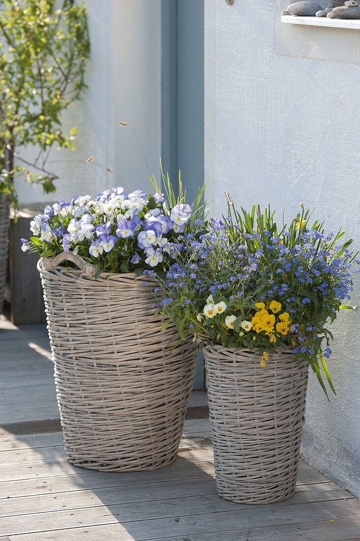 Hohe graue Körbe mit Fruehlingsbluehern neben Hauseingang