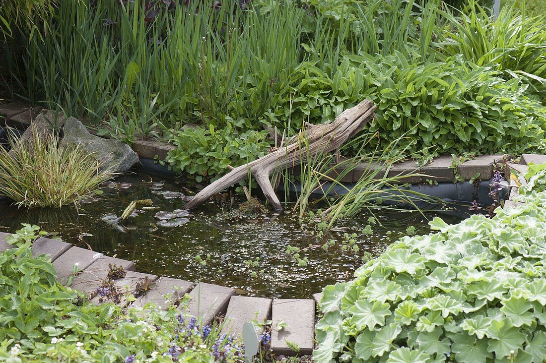 Small manufactured pond as biotope with Nymphaea, Myriophyllum