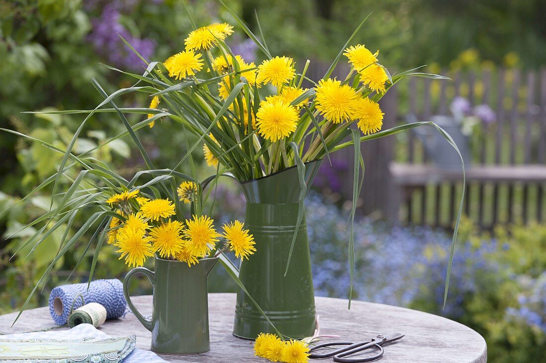 Straeusse aus Taraxacum (Löwenzahn)in grünen Kannen