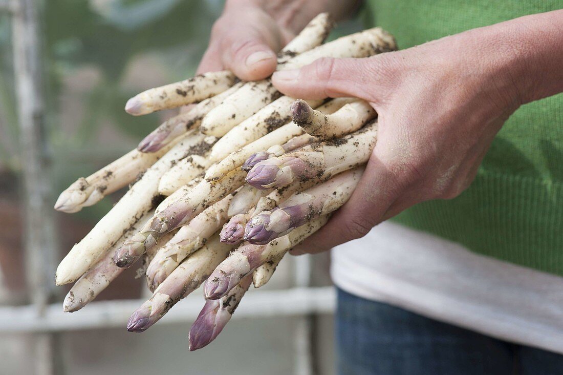 Hands with freshly harvested asparagus (Asparagus officinalis)