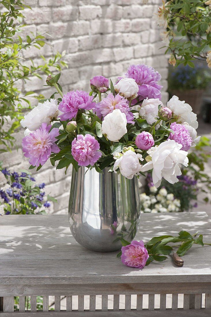 Üppiger Strauss aus Paeonia (Pfingstrosen) in silberner Vase