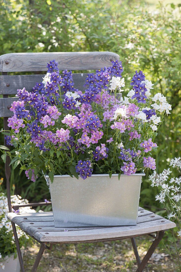 Zinc Box with Nemesia Karoo TrioMio 'Poetry'