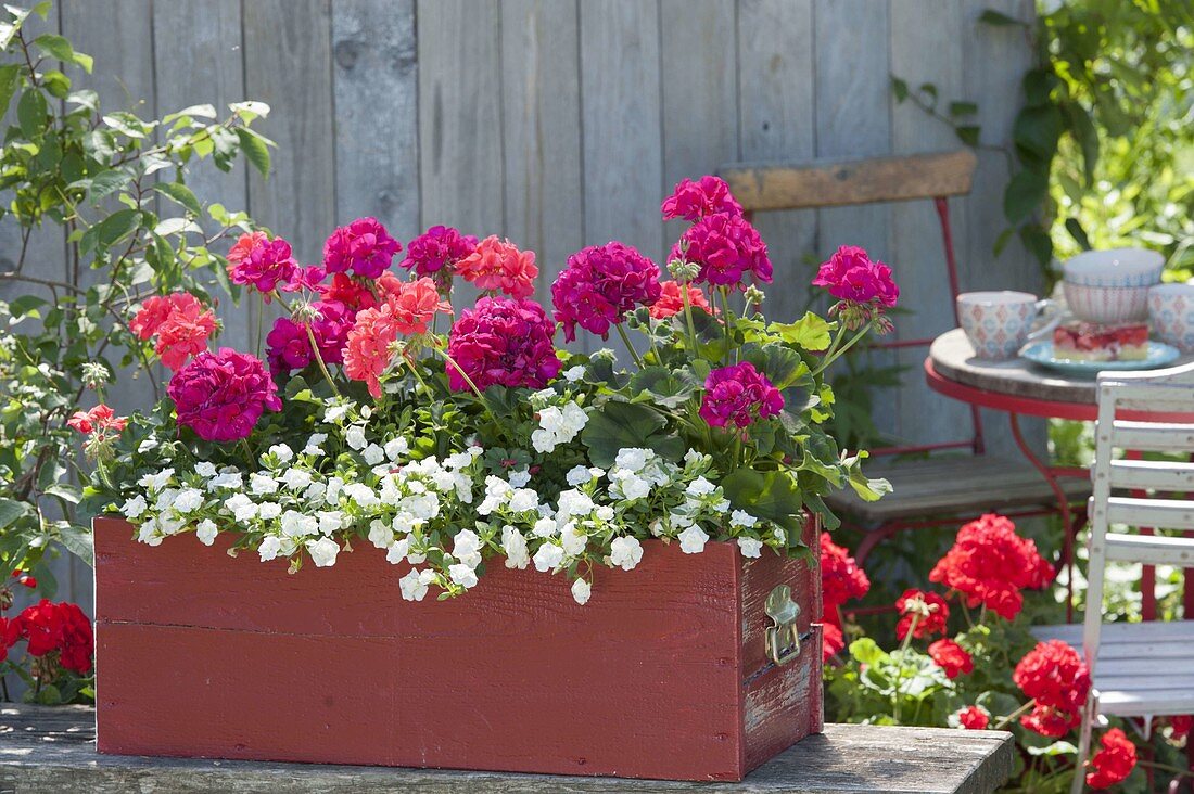 Red wooden box with Calibrachoa Minifamous 'Double White'