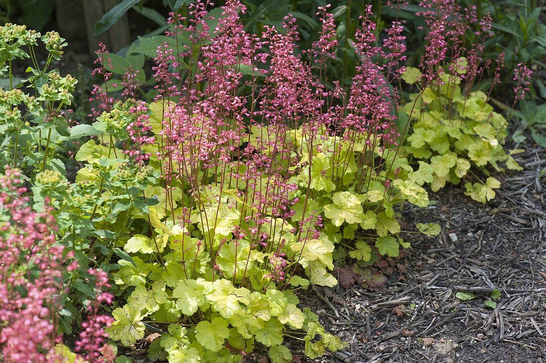 Heuchera 'Lime Marmalade' (purple bell) with yellow leaves