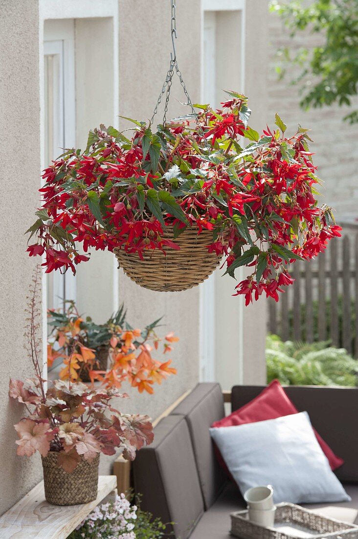 Hanging Basket with Begonia Boliviensis 'Red', Heuchera