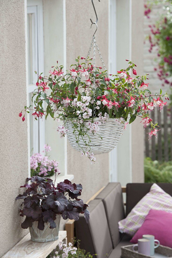 Hanging basket with Fuchsia 'Rosi Friedl' and Diascia Breezee 'Pastel'