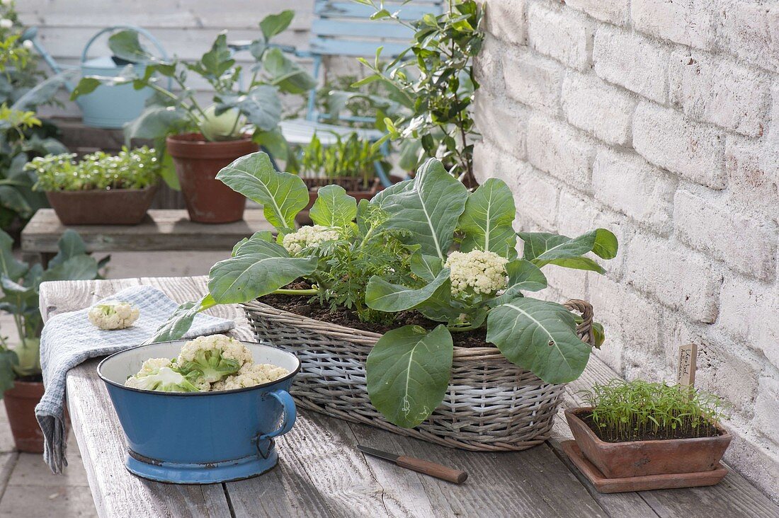 Korbkasten mit Mini-Blumenkohl 'Multi-Head' (Brassica) und Tagetes