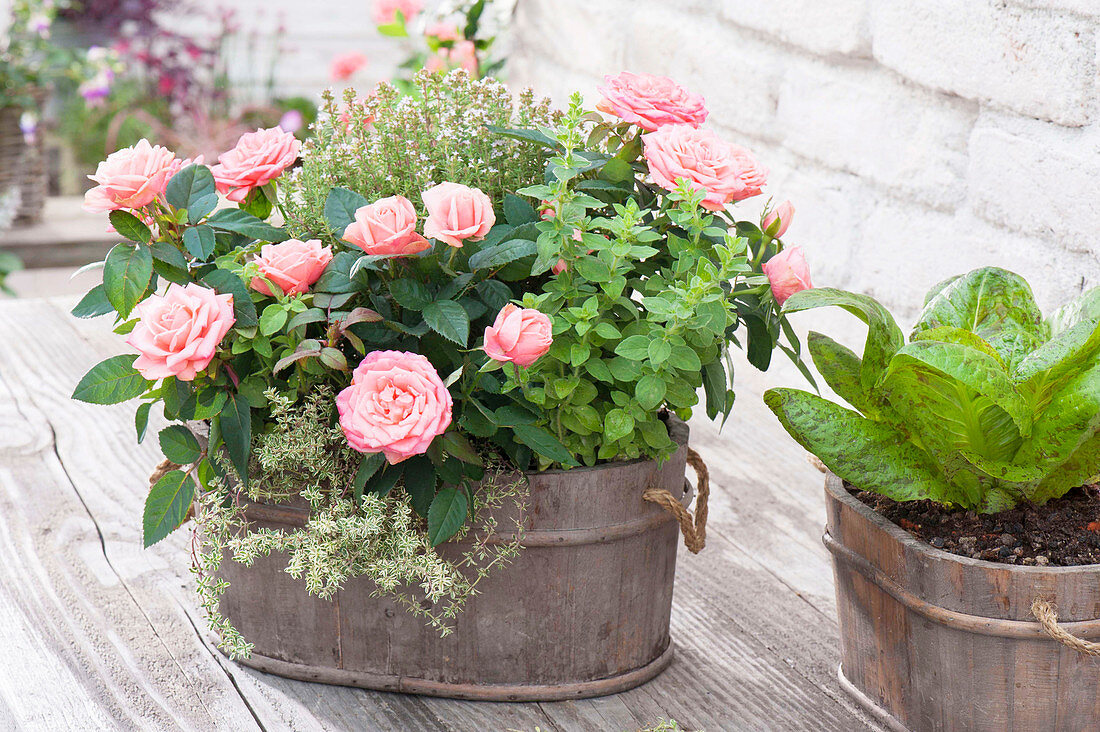 Kleine Holz-Wanne mit Rosa chinensis (China-Rose, Zwergrose), Thymian