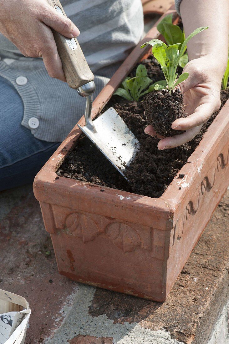 Woman planting marigolds in terracotta box