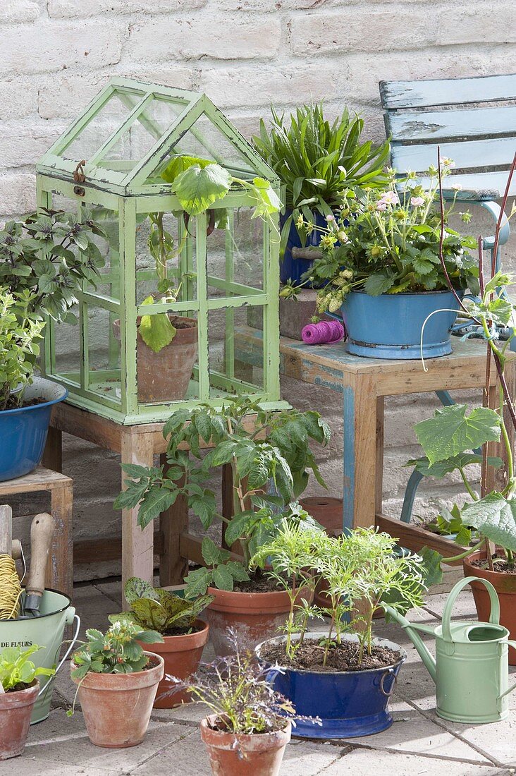 Frühsommer-Terrasse mit Kräutern und selbst gezogenen Jungpflanzen