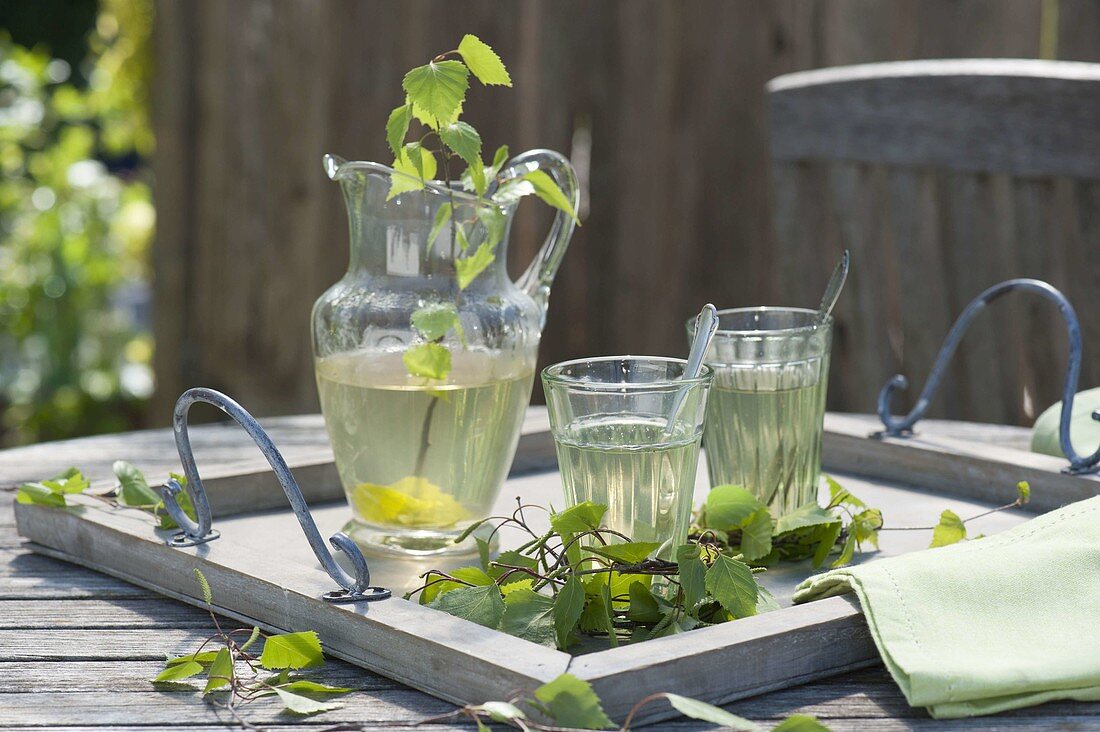 Maiengruen : Tee aus Betula (Birke) in Gläsern und Krug auf Holz-Tablett