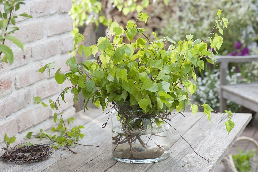 Maiengruen : Strauss aus Zweigen von Betula (Birke) in Glas-Vase