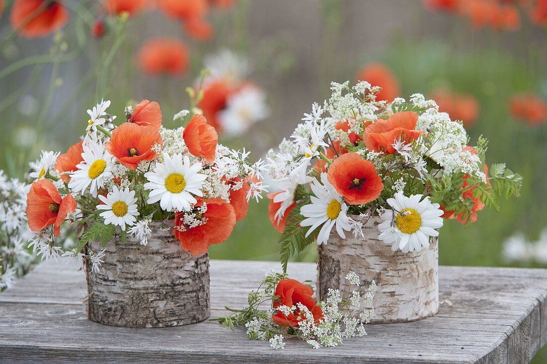 Small bouquets with Papaver rhoeas (poppy), Leucanthemum