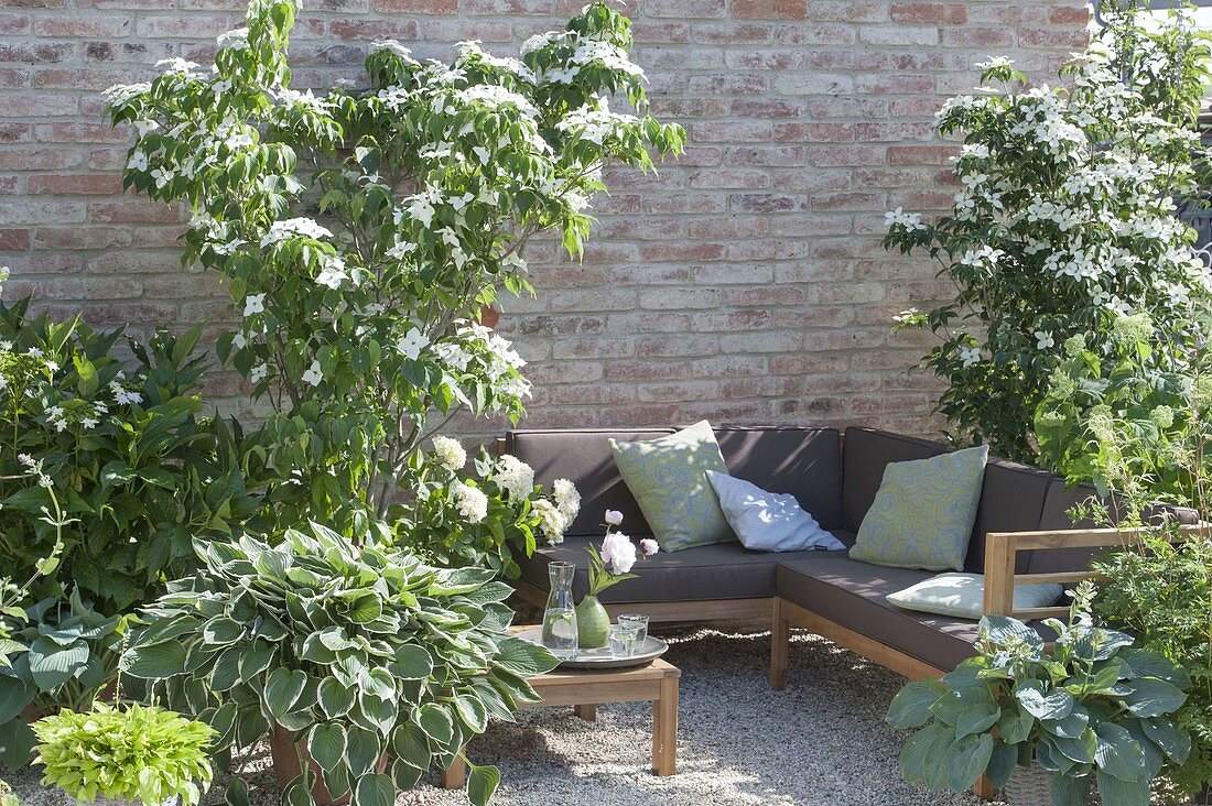 Green and white gravel terrace with sitting area Cornus kousa var. Chinensis