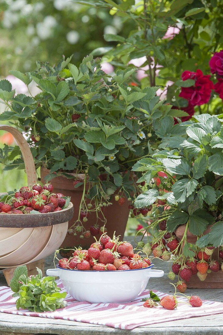 Frisch gepflueckte Erdbeeren (Fragaria) in Schale und Korb