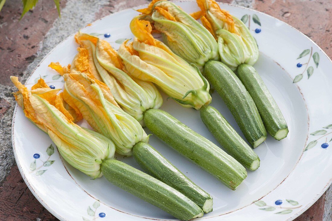 Jung geerntete Zucchini (Cucurbita pepo) mit Blüten geeignet zum frittieren