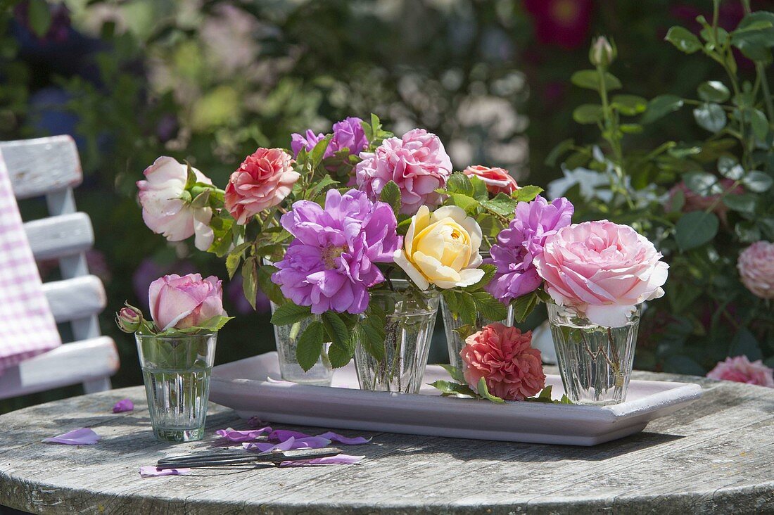 Rosenvielfalt : Blüten von verschiedenen Rosa (Rosen) in kleinen Gläsern