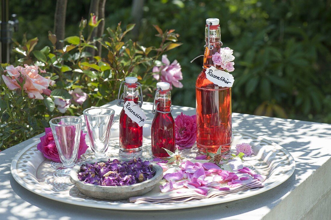 Bottles of rose liqueur and rose syrup, flowers of Rose (rose)