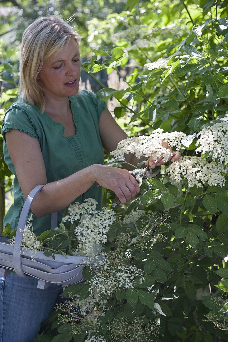 Woman cutting blossoms of elderberry to dry for tea