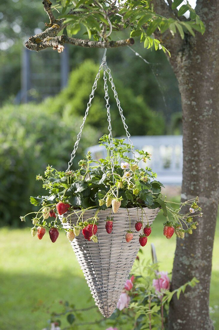 Hanging flower basket with strawberry (fragaria) hanging on tree