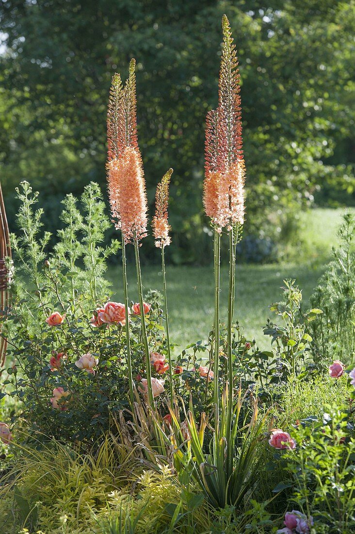 Eremurus Ruiter-Hybride 'Cleopatra' (Steppenkerze, Lilienschweif)