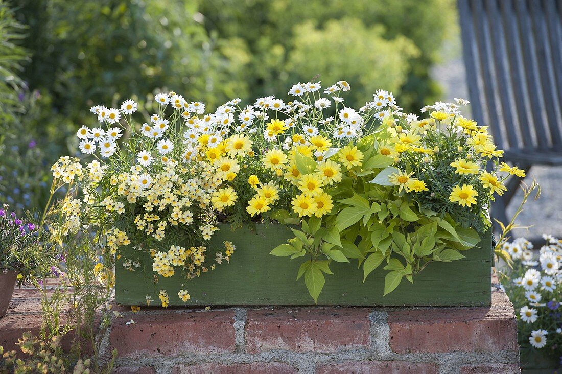 Green wooden box planted yellow-white, Argyranthemum frutescens