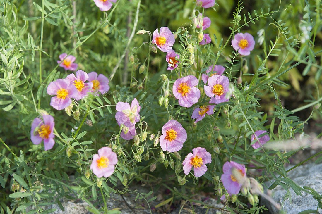 Helianthemum 'Lawrenson's Pink' (Sonnenröschen)