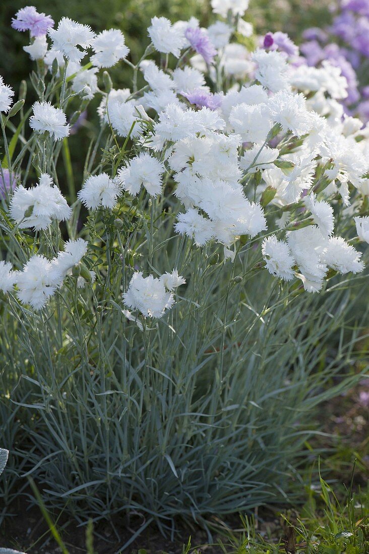 Dianthus gratianopolitanus 'Ohrid' (Pfingstnelke)