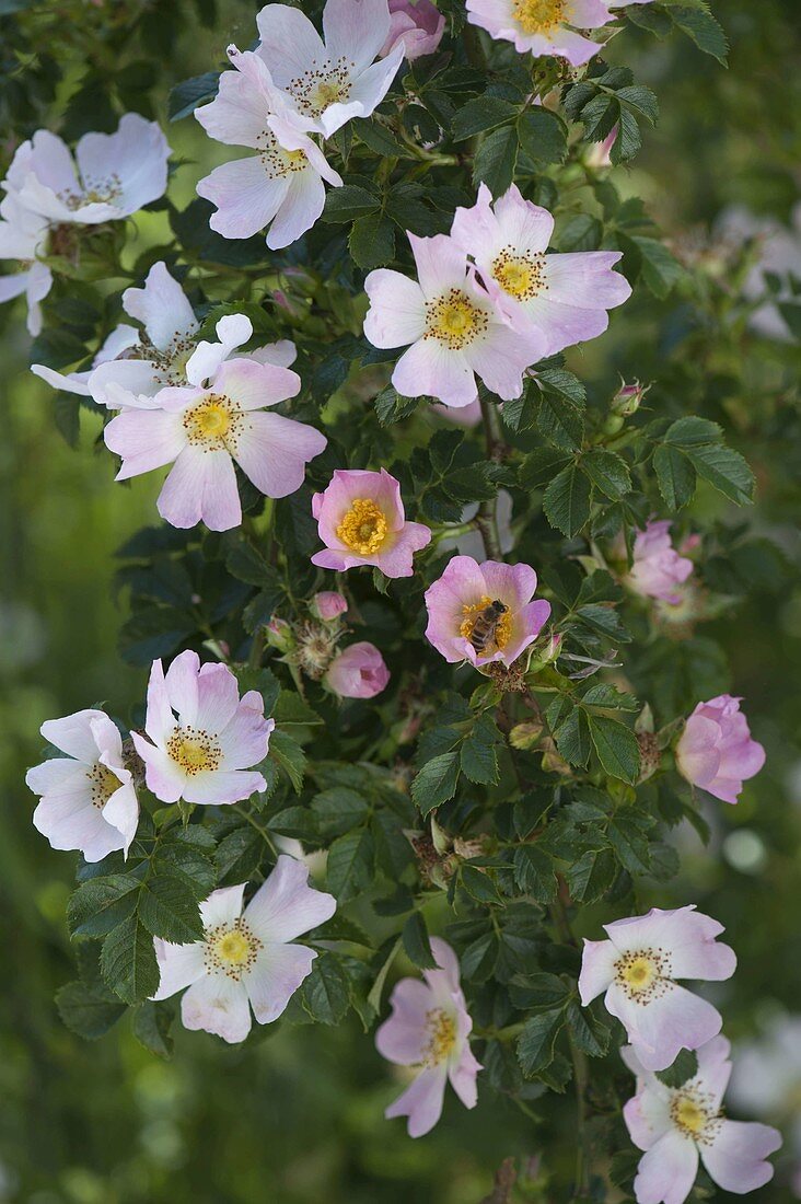 Rosa canina (dog rose), blossom with honeybee (Apis mellifica)