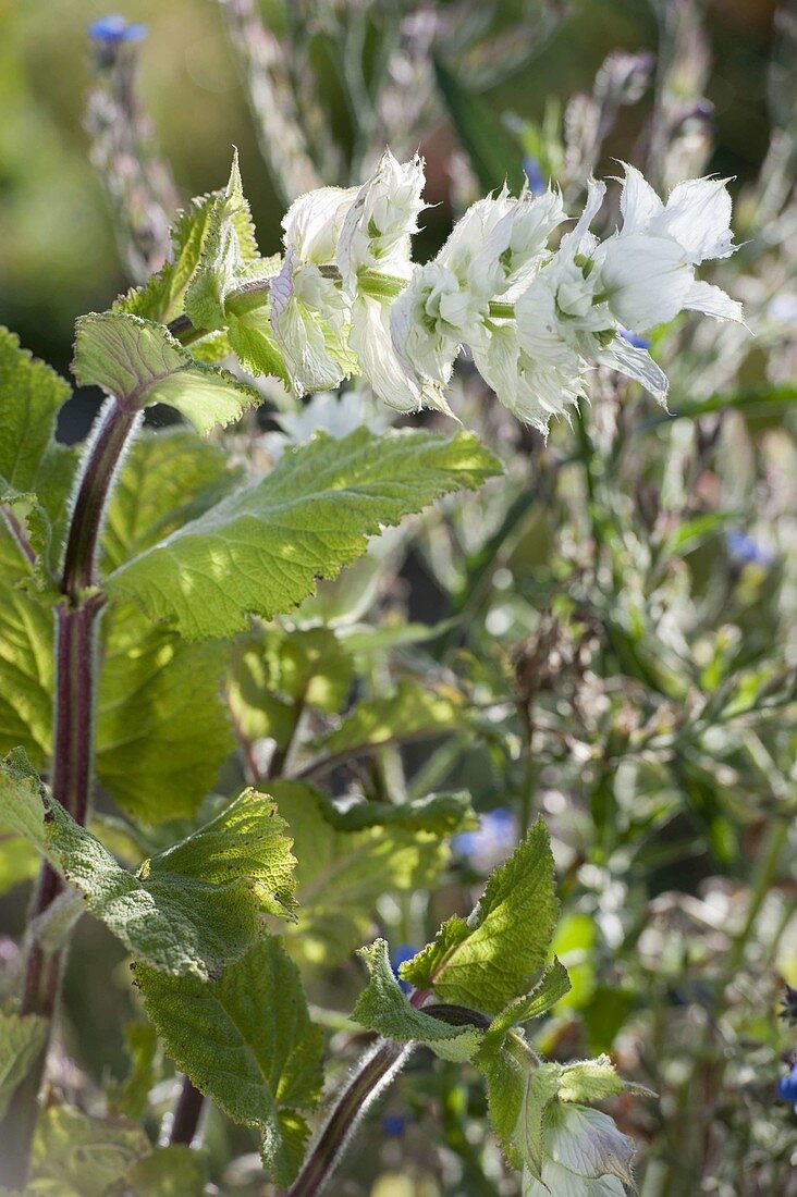 Salvia sclarea var. turkestanica 'Alba' - Weißblühender Muskatellersalbei