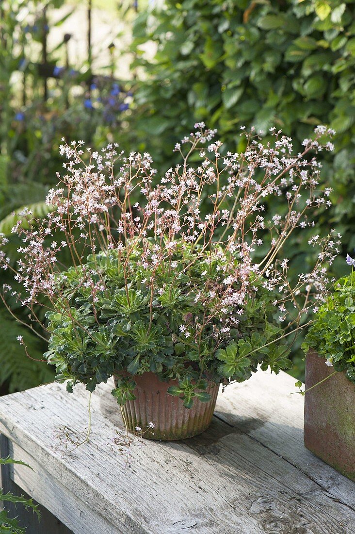 Saxifraga x urbium 'Clarence Elliot' (Porzellanblume)